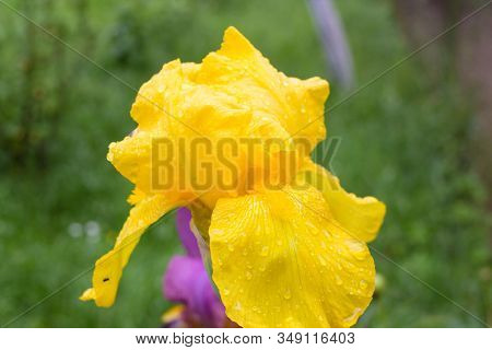 Dew On Yellow Iris, Closeup Of Yellow Iris Flower In Water Drops