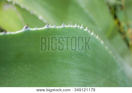 Close Up Of Aloe Vera Leaves With Thorns Color.