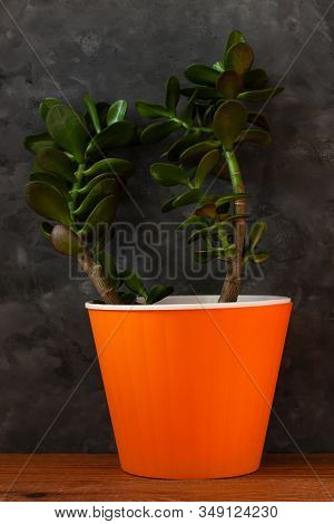 Succulent Plant In Orange Pot.creative Money Tree With Green Leaves In Minimal Style.feng Shui Home