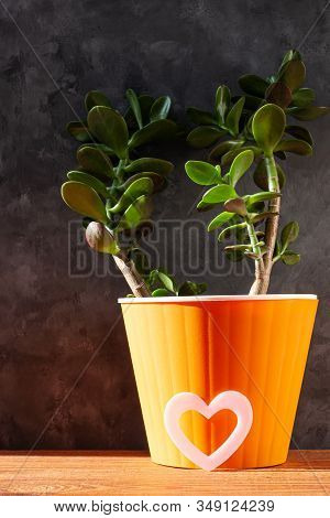 Succulent Plant In Orange Pot.creative Money Tree With Green Leaves In Minimal Style.feng Shui Home