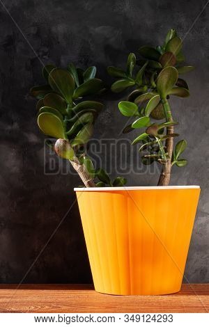 Succulent Plant In Orange Pot.creative Money Tree With Green Leaves In Minimal Style.feng Shui Home