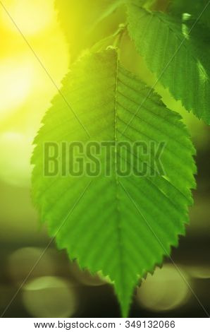 Sunny Leaves Of Hazel. Translucent Yellow-green Leaves Of Hazel Against The Background Of A Blurred 