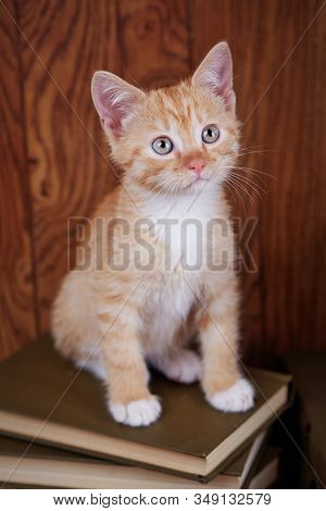 Kitten In School. Kitten Sitting On Books And Looking Upwards