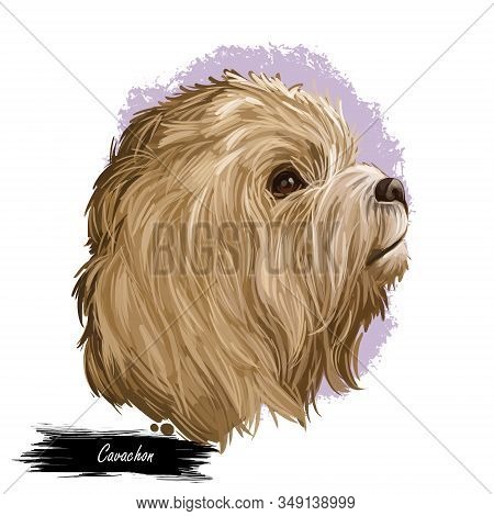 Cavachon Digital Art Illustration Of Cute Canine Animal Of Beige Color. Cavalier King Charles Spanie