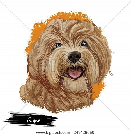 Cavapoo Digital Art Illustration Of Cute Canine Animal Of Beige Color. Cavoodle Or Crossbreed Dog, O