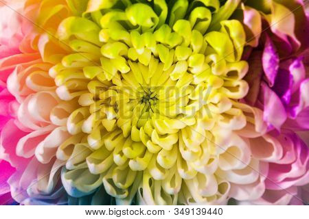 Multi Colored Chrysanthemum Flower Background. Close Up