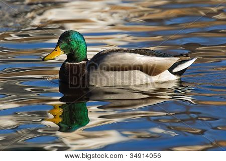 Basen Mallard