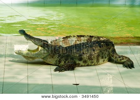 Krokodil Show-ban tett 2