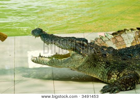 Krokodil Show-ban tett