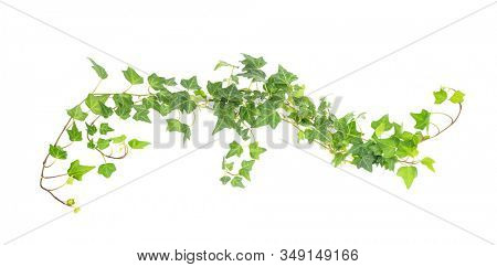 green ivy isolated on a white background.