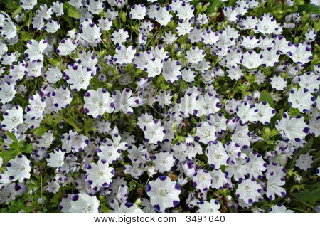 Nemophila