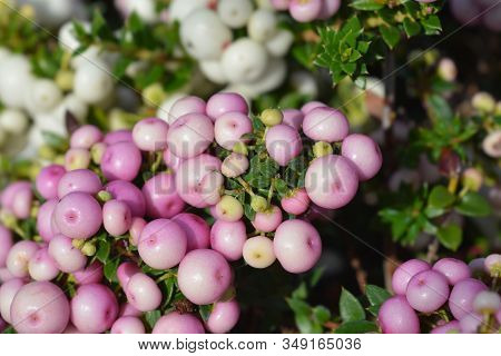Prickly Heath Pink Berries - Latin Name - Gaultheria Mucronata (pernettya Mucronata)
