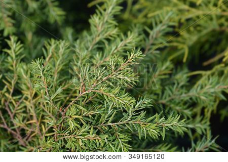 Eastern Hemlock Jeddeloh Branch - Latin Name - Tsuga Canadensis Jeddeloh