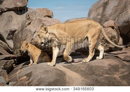 Lioness Walks Across Kopje With Sitting Cub