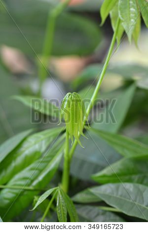 Provision Tree New Leaves - Latin Name - Pachira Aquatica