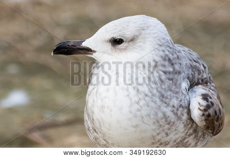 Photo Of Birds In Their Natural Habitat, The White Gull.