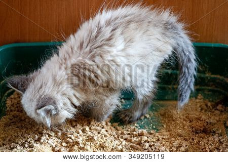 Closeup Of Cat Overweight Constipated Sick Trying To Go To The Bathroom In Box At Home Sad Looking D