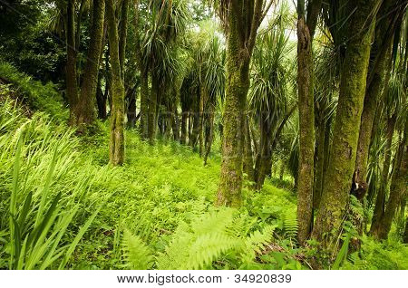 ต้นกะหล่ำปลี (Cordyline)
