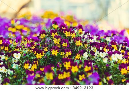 Purple And Yellow Violets On A Blurry Floral Background. Multi-colored Field Of Violets. Bright Vivd