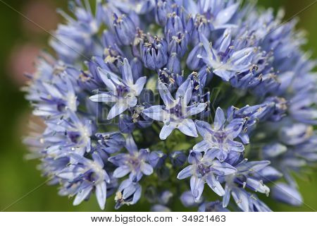 Modré Allium Caeruleum květiny