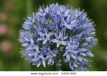 Modré Allium Caeruleum květiny