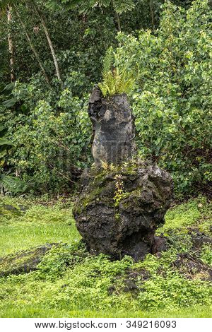 Leilani Estate, Hawaii, Usa. - January 14, 2020: Centuries Old Short Thick Black Lava Tree In Green 