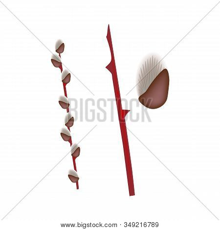 Set Of Spring Flowers Willow On A Branch, Buds, Isolated On A White Background. Isolated. Vector Ill