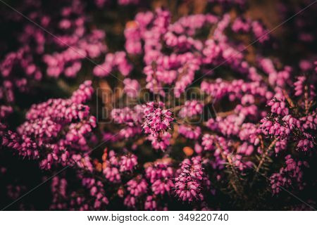 Beautiful Pink Summer Flowers In A Sunny Spring Garden
