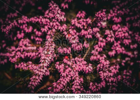 Beautiful Pink Summer Flowers In A Sunny Spring Garden