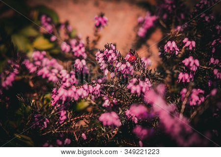 Beautiful Pink Summer Flowers In A Sunny Spring Garden