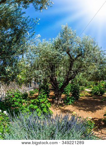 The ancient Garden of Gethsemane in holy Jerusalem. Branched olive trees under the hot autumn sun. In Gethsemane grow very ancient olives. The concept of historical, religious and ethnographic tourism