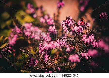 Beautiful Pink Summer Flowers In A Sunny Spring Garden