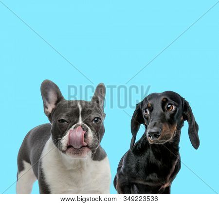 Suspicious French bulldog licking its nose and shy Tackel looking at it on blue background