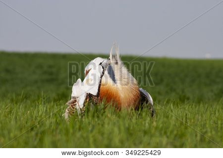 Male Of Great Bustard, Otis Tarda, In A Jealous Posture To Attract Females. Leon, Spain
