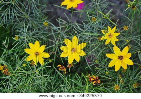 Whorled Tickseed In Full Bloom In June