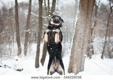 Cadebo Dog Frolics In The Winter In The Snow, Stands On Its Hind Legs, Jumps, Plays