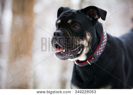 Dog Breed Cadebo, Black And Tan In Winter, Close-up Portrait
