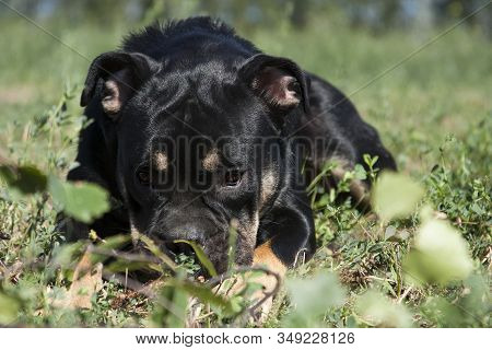 A Black And Tan Black Dog Of The Breed Cadebo, Lies In The Summer In The Grass, Laying Its Face On T