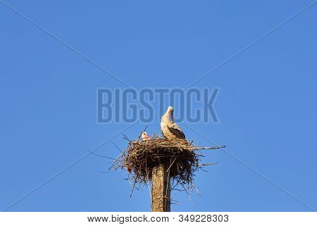 White Stork On A Nesting Pole On A Sunny, Spring Day