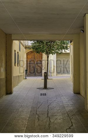 Tree Grow In Patio Of Old Building In The Village Arbos Del Panades . The Town Is A Located In The P