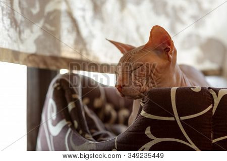 Cat Of Breed The Sphinx Closeup. Sphynx Cat. Pink Sphinx. Hairless Cat. Photo Of A Pet. The Cat Is R