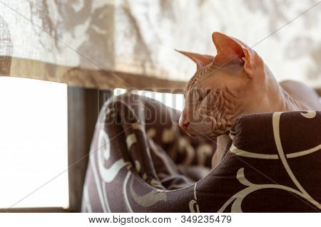 Cat Of Breed The Sphinx Closeup. Sphynx Cat. Pink Sphinx. Hairless Cat. Photo Of A Pet. The Cat Is R