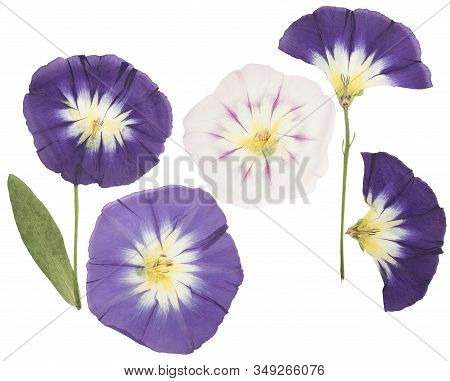 Pressed And Dried Delicate Transparent Bindweed Flowers Isolated On A White Background. For Use In S