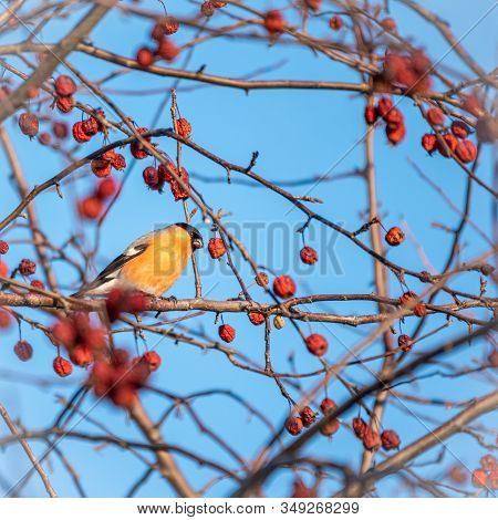 Bullfinch Sits On A Branch And Eats Small Red Apples. Bullfinch Bird Eats Berry On A Tree Branch. Bu