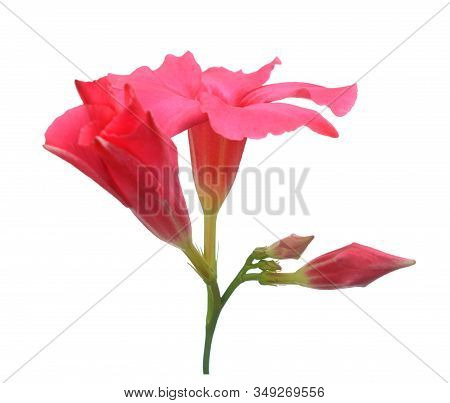 Group Beautiful   Red Magnenta Dipladenia Flowers On Whtie
