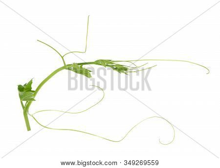 An Opo Squash Vine Isolated On White Background