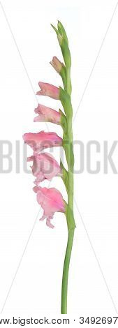 White Gladiolus Flower Isolated On White Background