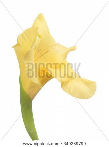 Yellow Gladiolus Flower Isolated On White Background