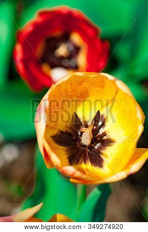 Beautiful Bright Red Tulips In The Photo With A Blurred Background And Soft Focus Trick For Greeting