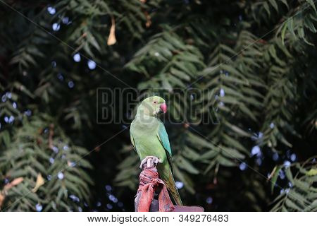Close-up Of A Red Break And Green Parrot Resting On Dry Wood With Green Leaves Backgrounds In Nature